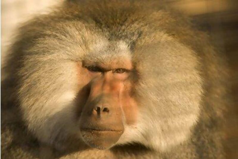 The Hamydryas, or sacred, baboon is native to the Arabian Peninsula and the Horn of Africa. This large male was part of a shipment of 20 baboons seized at the UAE's border with Saudi Arabia.