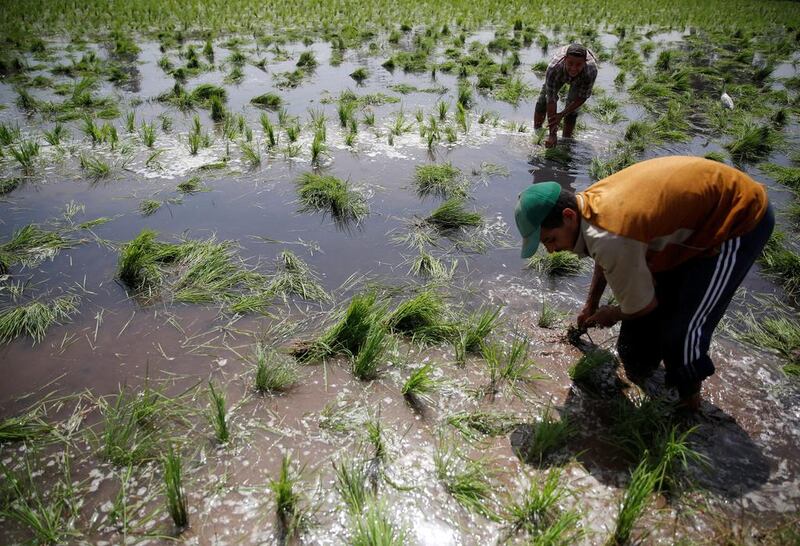 Farmers in a paddy field north-east of Cairo. Egypt sells subsidised fertilizer to farmers, distorting the market for the farm input in the process. Amr Abdallah Dals / Reuters