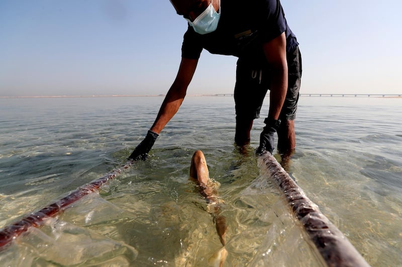 A carpet shark swims away after being released into Arabian Gulf waters at the Jebel Ali Wildlife Sanctuary in Dubai. Conservationists are releasing baby sharks bred in an aquarium into the open sea as part of an effort to protect native marine species in the Arabian Gulf. AP