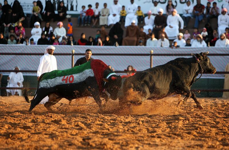 
FUJAIRAH , UNITED ARAB EMIRATES Ð Dec 2 : People watching bull fighting at the Fujairah Fort in Fujairah. Today UAE is celebrating itÕs 40th National Day. ( Pawan Singh / The National ) For News. Story by Rym