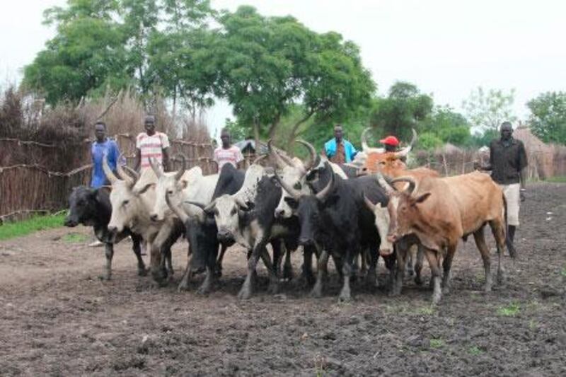 Young men herd cattle through the muddy streets of Pibor, South Sudan. Cattle raiding between tribes plagues the region.