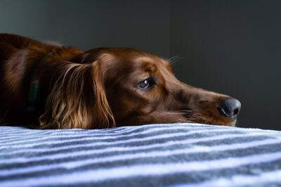 Dog owners should be cautious of separation anxiety. Unsplash 