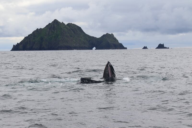 Whales spotted in the surrounding waters of Great Blasket Island.