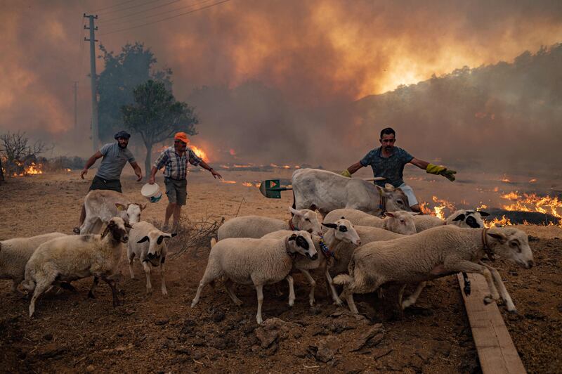Men shepherd sheep away from an advancing fire in Marmaris district, Turkey. The European Union sent help to Turkey and volunteers joined firefighters in battling a week of bush fires that have killed eight people.