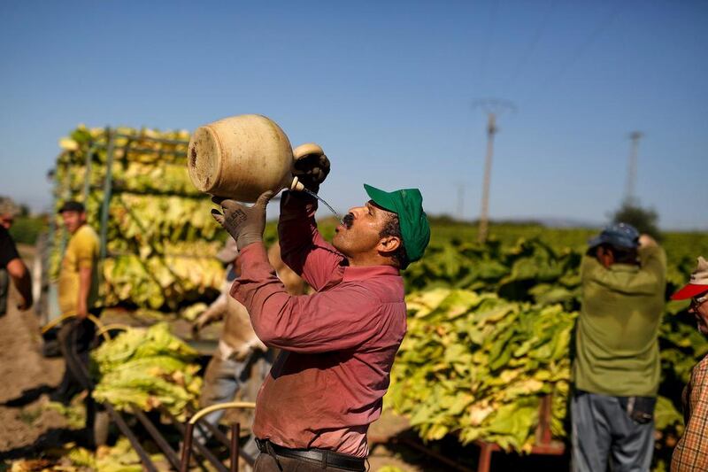 A worker drinks water from a ‘botijo’ (traditional pot jug) as he works during the tobacco harvest on a farm on August 15, 2014 near Valverde de la Vera. Pablo Blazquez Dominguez / Getty Images