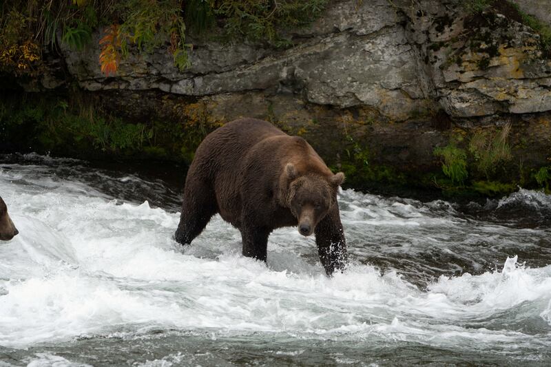Brown bear 503 stands in a river hunting for salmon to fatten up before hibernation at Katmai National Park and Preserve in Alaska. Reuters