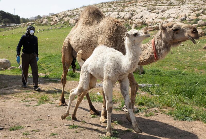 Abdullah from Sudan wearing a face protective mask and gloves accompanies camels in Amman. EPA