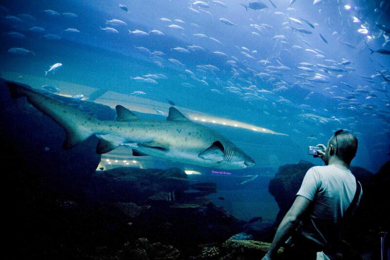Visitors observe the sealife in the Dubai Mall aquarium.  Lauren Lancaster / The National