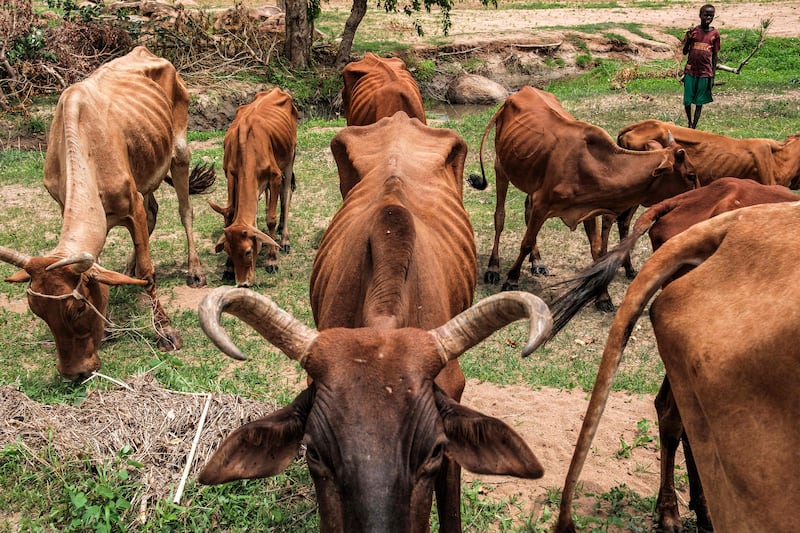 Sudan's worsening hunger crisis has also affected livestock.