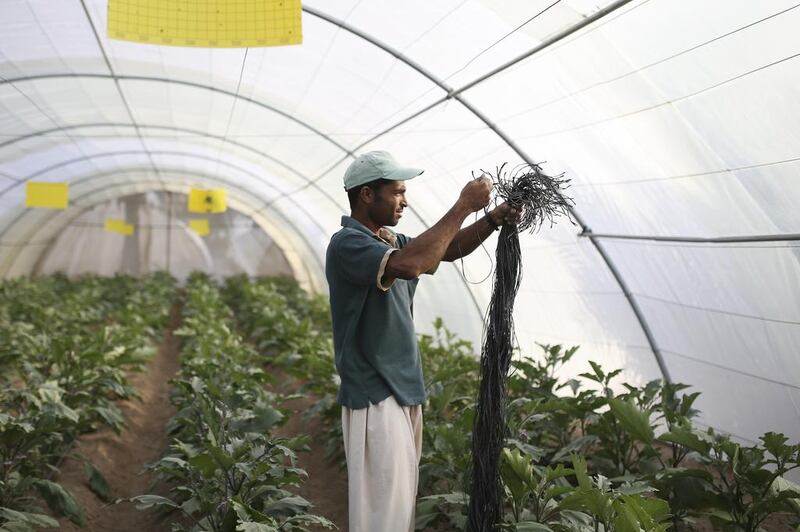 Shakeel Ahmed, of Pakistan, ties young cucumber plants at Modern Organic Farm in Al Dhaid, Sharjah. Sarah Dea / The National