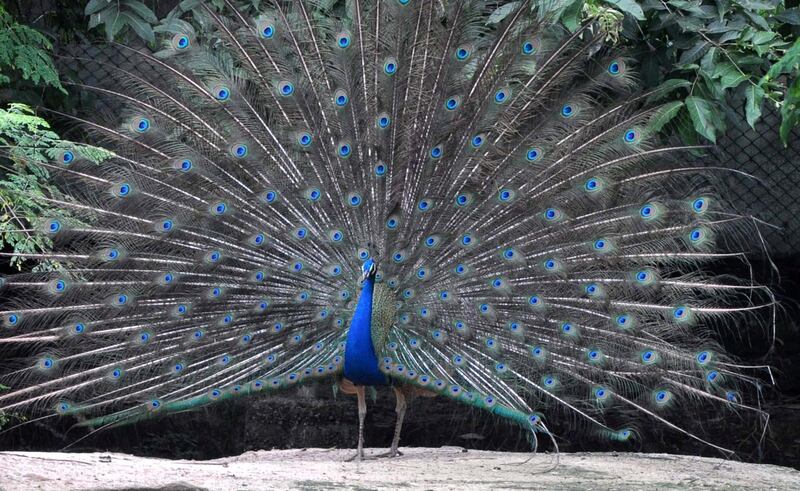 GUWAHATI, INDIA - JULY 29: A peacock spreads its wings as it dances at Assam State Zoo &amp; Botanical Garden in Guwahati, India July 29, 2018. 

PHOTOGRAPH BY Anuwar Ali Hazarika / Barcroft Images (Photo credit should read Anuwar Ali Hazarika / Barcroft Images / Barcroft Media via Getty Images)
