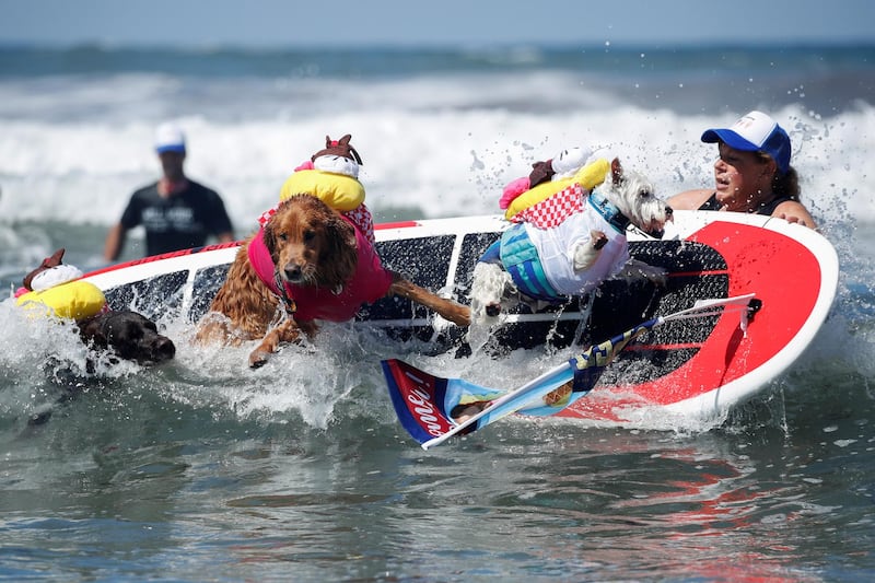 Three dogs try and ride a wave together as they compete in the 14th annual Helen Woodward Animal Center "Surf-A-Thon". Reuters