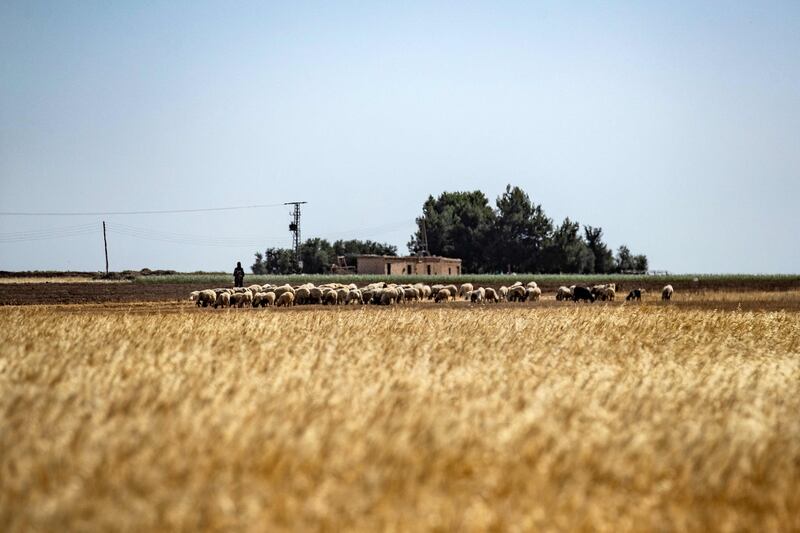 Wheat fields are drying to a crisp because of severe drought and low rainfall in the once-fertile region in Syria's north-east.
