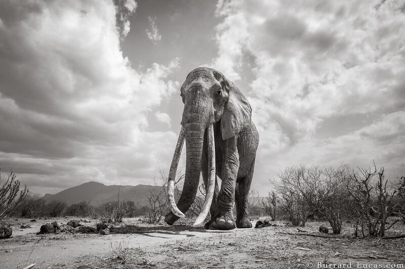 The last image that photographer Will Burrard-Lucas captured of the elephant queen. Courtesy Burrard-Lucas Photography  