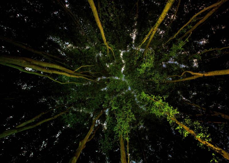 Ian Wade - Lungs of the Earth (Somerset, United Kingdom)
Photographing trees at night with a long shutter speed and 4 LED spotlights isn't easy, the tiniest amount of wind will blur the canopy. It took me 5 long nights to capture this image. But it was well worth it, the final image shows the trees in all their spender. 