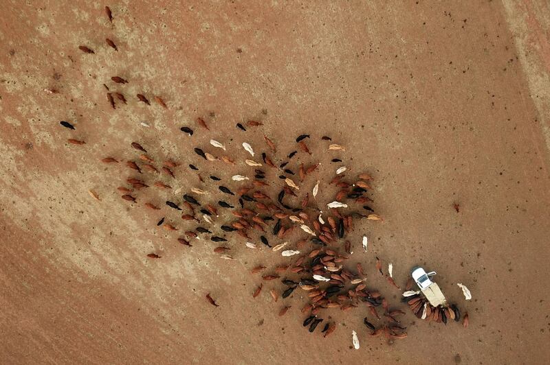 Cattle feed on Hay brought up from Victoria at Lynton, west of Parkes. Redfield Transport have been bringing hay across the border from Victoria for farmers after all of New South Wales was declared to be in drought as farmers struggle to source feed for their livestock. Dean Lewins/EPA