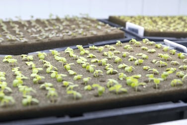 A vertical farm in the UAE which produces fresh batches of crops every two weeks. Vertical farms and artifical, lab-grown meat cab reduce some of the strain on the environment caused by food production. Antonie Robertson / The National