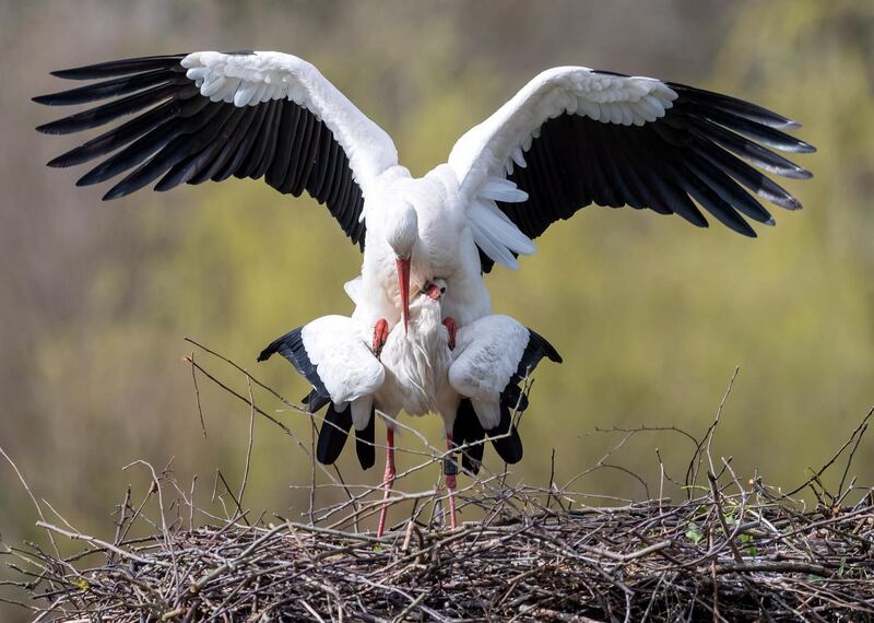 A couple of white storks mate in their nest in Linkenheim, Germany.  EPA