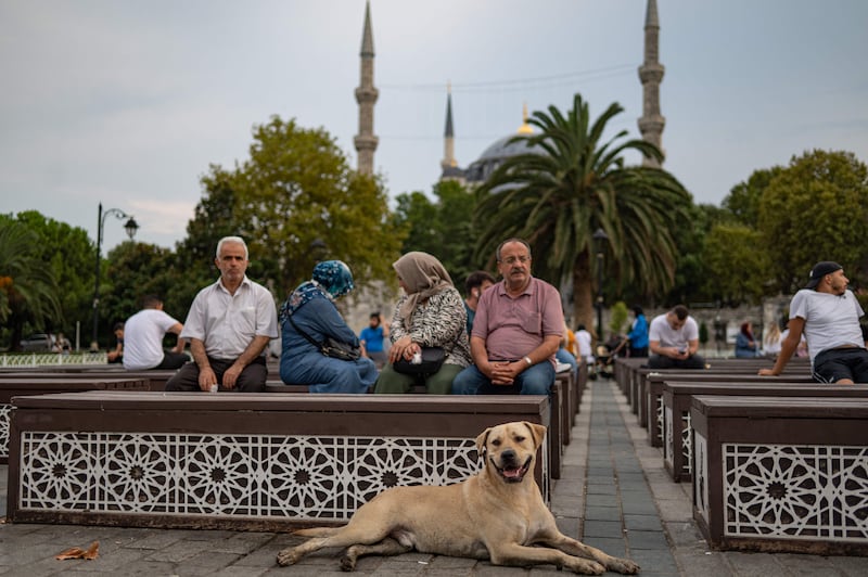 The animals could well be descendants of the dogs glorified in the first grainy photos of the city, in which they roam in packs near landmarks such as the Hagia Sophia and Blue Mosque.

