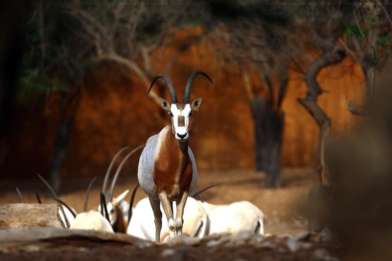 The “beloved” scimitar-horned oryx at the Al Ain Wildlife Park and Resort. Satish Kumar / The National 