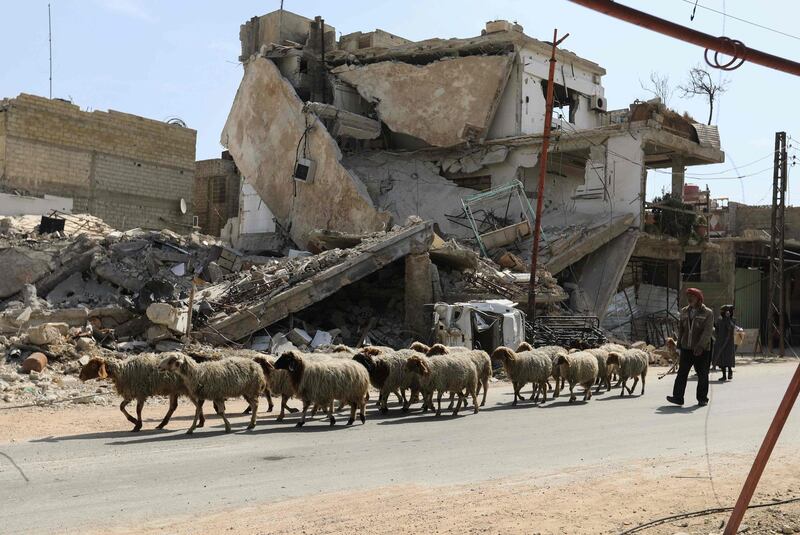 A shepherd leads his flock away from Douma to safer areas in the rebel-held enclave of Eastern Ghouta, on the outskirts of Damascus, on March 7, 2018. AFP