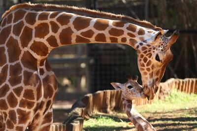 Perth Zoo's female giraffe Kitoto and her calf. Courtesy: Getty