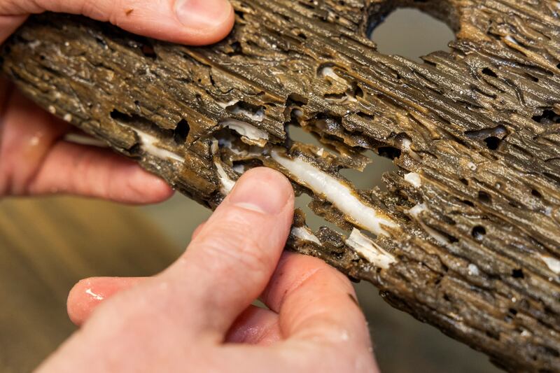 An innovative aquaculture system turns waste wood into nutritious seafood. Photo: University of Plymouth