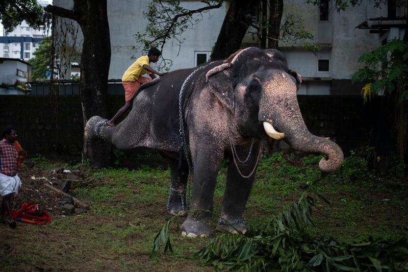 A mahout (an elephant trainer) mounts an elephant to decorate it for the Athachamayam procession in Kochi. AP