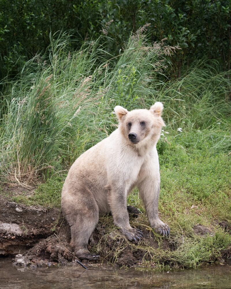 Bear 335 is from Holly the bear's most recent litter, the NPS said. Photo: K Moore