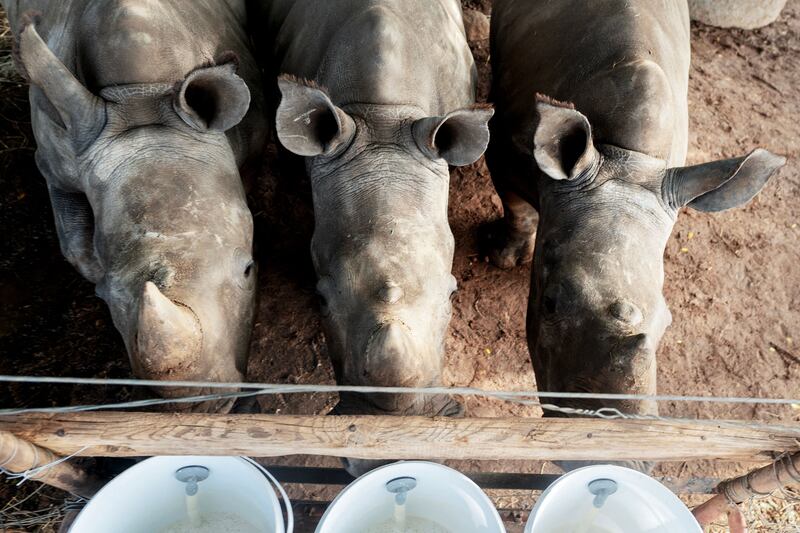 A hotspot for poaching, South Africa is home to nearly 80 per cent of the world's rhinos. AFP