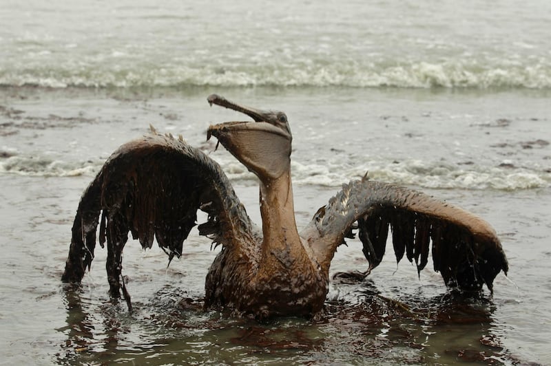 FILE - In this Thursday, June 3, 2010 file picture, a brown pelican tries to raise its wings as it sits on the beach at East Grand Terre Island along the Louisiana coast after being drenched in oil from the BP Deepwater Horizon oil spill. (AP Photo/Charlie Riedel)