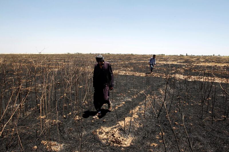 Farmers inspect the wheat crops at their field in Alam area, east of Tikrit. Reuters