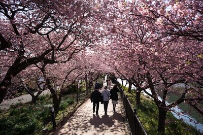 Tourists walk under cherry trees in bloom in Kawazu. UAE residents can now travel to Japan on an eVisa. Getty Images
