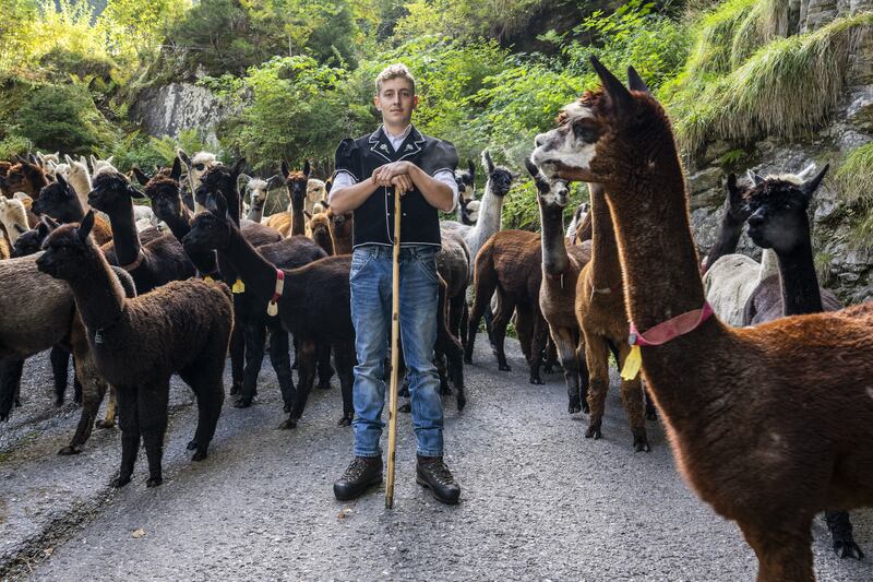 Rico Luginbuehl drives alpacas and llamas during the 'Alpabzug' from the Griesalp area back into the valley in Kiental, Switzerland. EPA