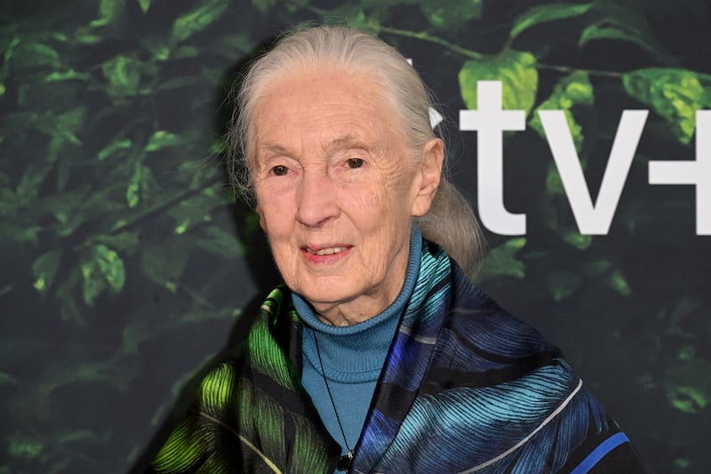 Dr Jane Goodall said the practice of climate activists blocking roads was counterproductive. AFP