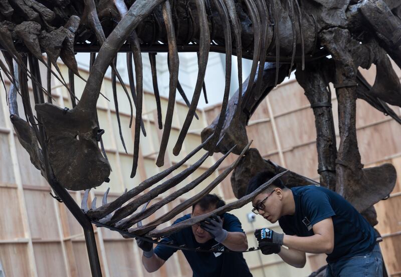 Shen's ribs are given a tickle during the installation. 