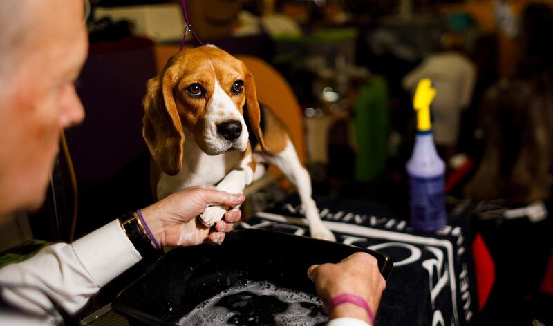 A Beagle named Miranda is washed by Marcelo Charges, of Virginia before competition. Photo: EPA