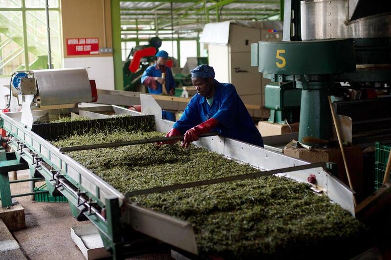 Sorwathe Tea’s annual production is about 3 million kilos of black tea, which is 15 per cent of Rwanda’s production. Phil Moore / AFP