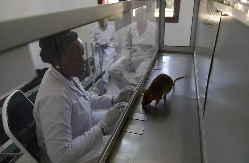 A lab technician watches an African giant pouched rat sniffing samples at APOPO's training facility in Morogoro, eastern Tanzania  where a crack team of trained rats sniff out tuberculosis much faster and more accurately than humans.  Carl de Souza / AFP 

