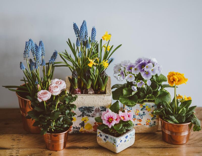 House plants require a different environment to their hardier outdoor counterparts. Unsplash