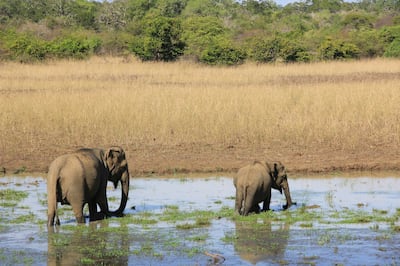 See Sri Lanka's wildlife this Eid on a visit to the teardrop nation with dnata Travel. Photo: Unsplash