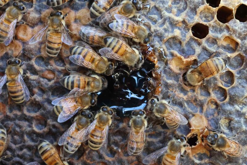 Part of the Beehome project, the hives are decked out with artificial intelligence systems. AFP