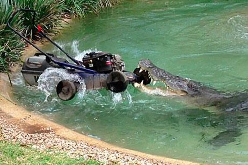 Elvis, a 50-year-old saltwater crocodile, snags a lawnmower away from a park worker.