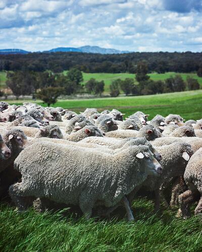 Gift of kings wool is derived from Merino sheep. Photo: Loro Piana