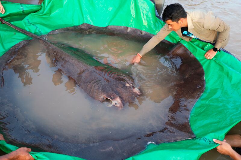 A man examines a record-breaking giant freshwater stingray before it is  released back into the Mekong River in the north-eastern province of Stung Treng in Cambodia. AP Photo