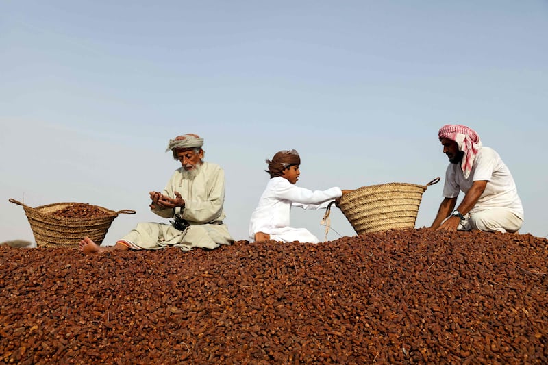 Omanis collect dried Mabsali dates in Bidiyya, 220 kilometres east of the capital, Muscat.  All photos: AFP