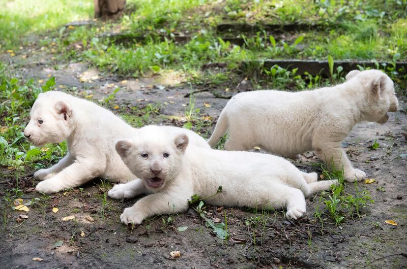 One-month-old female white lion cubs (Panthera leo krugeri) triplets rest in their outdoor enclosure in Nyiregyhaza Animal Park in Nyiregyhaza, Hungary.  EPA