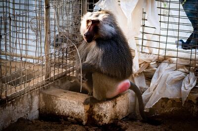 Baboons caught up in conflict in zoo in the heart of Gaza need new homes after a major rescue effort by campaigners. Courtesy Four Paws