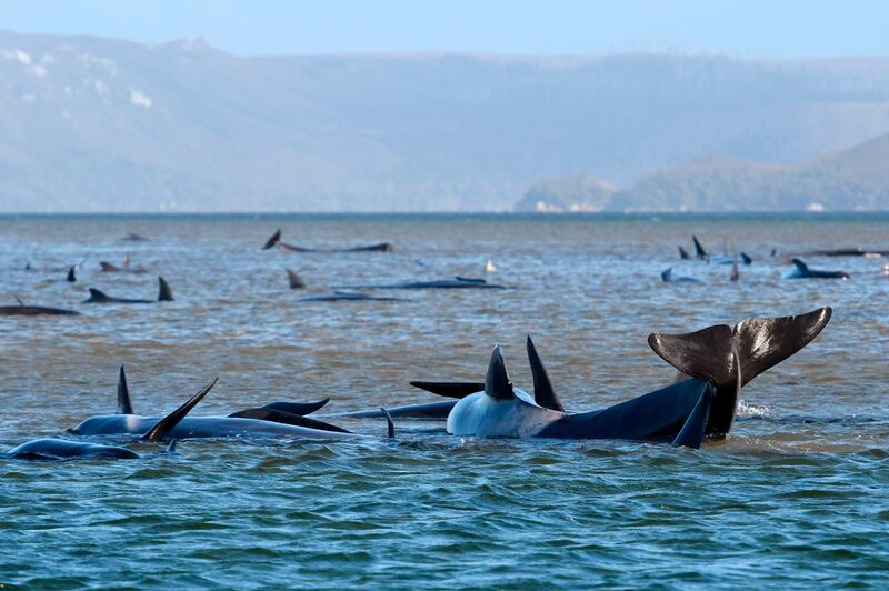 Pilot whales lie stranded on a sand bar near Strahan, Australia.  AP