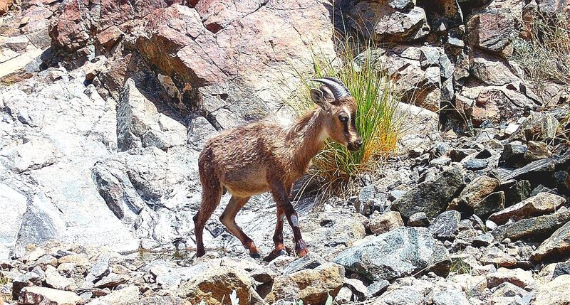 Trap cameras monitor several types of wild animals in Al Dhahirah Governorate, such as the Arabian gazelle, ibex, lynx, sand fox and mountain fox, in addition to some rare and migratory birds. Photo: Oman News Agency